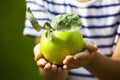 Girl hands apple tree garden Royalty Free Stock Photo