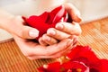 Graceful Nails Manicure: Young Female Hands Holding Red Rose Petals Royalty Free Stock Photo