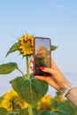 Woman take a picture of a sunflower with a mobile phone. Smartphone in the hands of a girl making a bright photo of Royalty Free Stock Photo