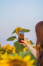 Woman take a picture of a sunflower with a mobile phone. Smartphone in the hands of a girl making a bright photo of Royalty Free Stock Photo