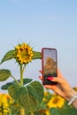 Woman take a picture of a sunflower with a mobile phone. Smartphone in the hands of a girl making a bright photo of Royalty Free Stock Photo