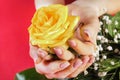 Girl hands holding yellow rose on red and green background Royalty Free Stock Photo