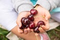 Girl Hands Putting Picked Cherries Into The Basket Royalty Free Stock Photo