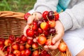 Girl Hands Putting Picked Cherries Into The Basket Royalty Free Stock Photo