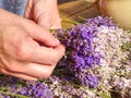 Girl hands with scissors and string preparing lavender flowers bunches Royalty Free Stock Photo