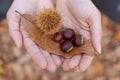 Girl hands showing a leaf and chestnuts. Autumn