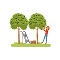 Girl harvesting olives, olive tree, ladder and wooden crate vector Illustration on a white background