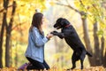 Girl with her dog labrador in autumn sunny park Royalty Free Stock Photo