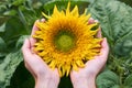 The girl with her hands hugs the sunny sunflower. The concept of domestic cultivation, unity with nature, the gifts of nature