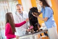 Girl with her pet Great Done dog bandaging his leg in veterinary