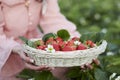 Girl holding basket full of strawberries in the greenhouse. Local business. Fresh summer food. Countryside, enjoy the