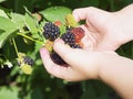 Girl holding black raspberries