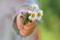 Girl holding a bouquet of daisies in her hand close-up Royalty Free Stock Photo