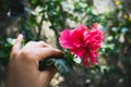 Girl holding bright red hibiscus flower in the hand of a woman Royalty Free Stock Photo