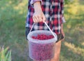 The girl is holding a bucket of ripe fresh raspberries. Royalty Free Stock Photo