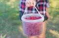 The girl is holding a bucket of ripe fresh raspberries. Royalty Free Stock Photo