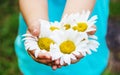 The girl is holding chamomile flowers in her hands. Selective focus. Royalty Free Stock Photo