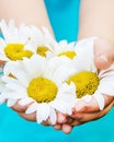 The girl is holding chamomile flowers in her hands. Selective focus Royalty Free Stock Photo