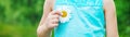 The girl is holding chamomile flowers in her hands. Selective focus Royalty Free Stock Photo