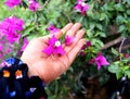 Girl holding a flower