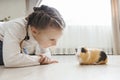 A girl holding a guinea pig in her arms, on a black background. a lot of joy and fun Royalty Free Stock Photo