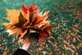 Girl holding in hand yellow red orange maple leaves bouquet