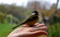 Girl holding in her hand a small bird who stunned by the window. sits him on a halloween pumpkin with a scary face. puts a great t Royalty Free Stock Photo