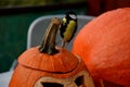 Girl holding in her hand a small bird who stunned by the window. sits him on a halloween pumpkin with a scary face. puts a great t Royalty Free Stock Photo