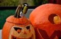 Girl holding in her hand a small bird who stunned by the window. sits him on a halloween pumpkin with a scary face. puts a great t Royalty Free Stock Photo