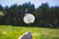 Girl is holding huge white dandelion in her hand. Green field on the background. Beautiful nature and sunny summer concept Royalty Free Stock Photo