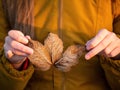 Girl holding leafs covered with frost. Royalty Free Stock Photo