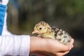 Girl holding a new born baby turkey chick.