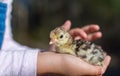 Girl holding a new born baby turkey chick.