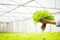 Girl holding organic salad vegetables grown in greenhouses With modern technology hydroponics system.