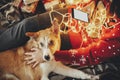 girl holding phone with empty screen and hugging dog under golden beautiful christmas tree with lights and presents in festive Royalty Free Stock Photo