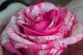 Girl holding a pink and white rose,close-up the hands of a woman, single flower, gift for 8 march, mother`s day, women`s day or S Royalty Free Stock Photo