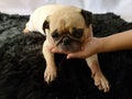 Girl holding puppy pug dog in her hands. Her face is sad and beg her owner