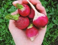 Girl holding radishes over the green background.Freshly harvested,Bunch of ripe radishes. Growing vegetables. Royalty Free Stock Photo