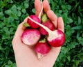 Girl holding radishes over the green background.Freshly harvested,Bunch of ripe radishes. Growing vegetables. Royalty Free Stock Photo