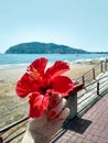 Girl holding red flower in hand on background of sea and mountain. Royalty Free Stock Photo