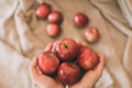 Girl holding red fresh apples in hand. Organic and healthy fruit. Close up view of red apples.