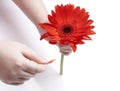 Girl holding red gerbera Royalty Free Stock Photo