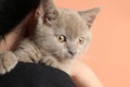 Girl holding Scottish straight baby cat on pale background, closeup Royalty Free Stock Photo