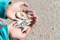 Girl holding sea shells in her hands Royalty Free Stock Photo