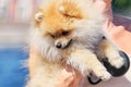 Girl holding a small spitz dog in her arms while walking