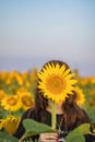 A woman in a field with sunflowers at dawn and covers her face with a sunflower. A woman holds a sunflower and covers Royalty Free Stock Photo