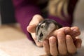 Girl holding a tiny, beautiful hamster