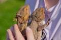 Girl is holding two bearded dragons (Bartagame) on a shirt in the sun