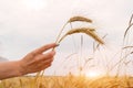 Girl holding wheat ears in hand on sunset background Royalty Free Stock Photo