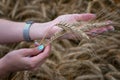 The girl is holding wheat ears in her hand Royalty Free Stock Photo